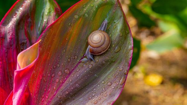 Schnecke auf Blatt