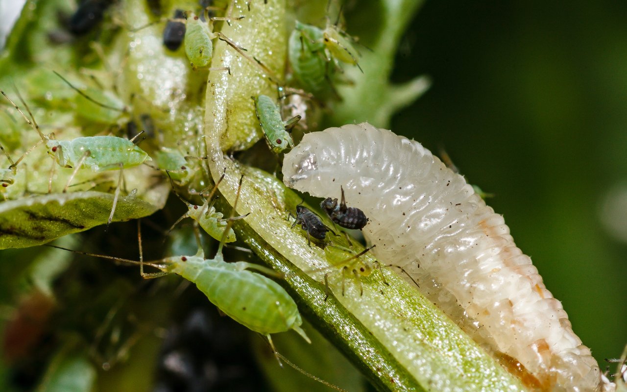 Einige Schädlinge erleichtern dem Bio-Gärtner sogar die Arbeit. 