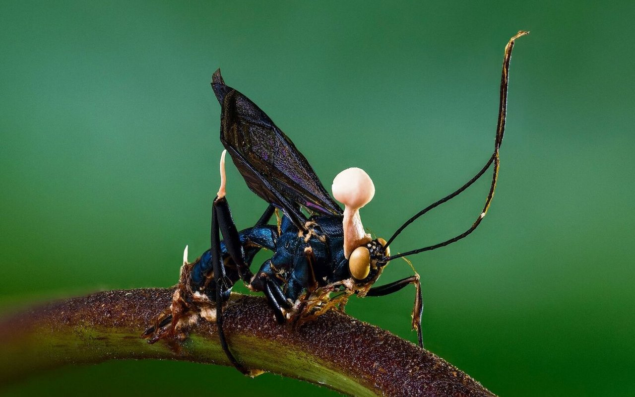 Der Zombiepilz manipuliert Insekten für seine eigene Vermehrung.