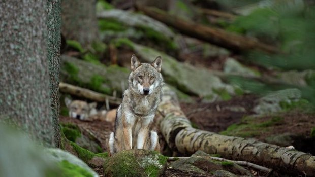 Wolf im Wald