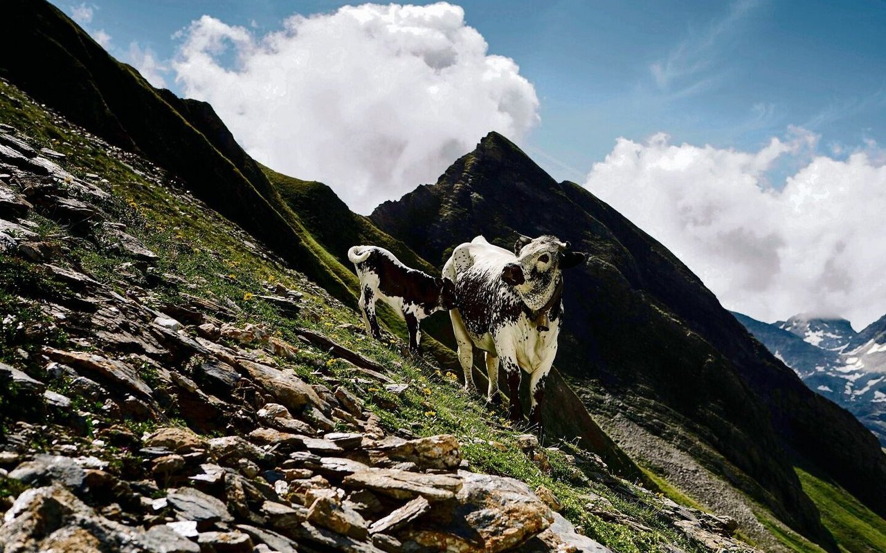 Pustertaler Spinzen gehen hoch hinaus, in ihrer Südtiroler Heimat klettern sie bis auf 3000 Meter über Meer.