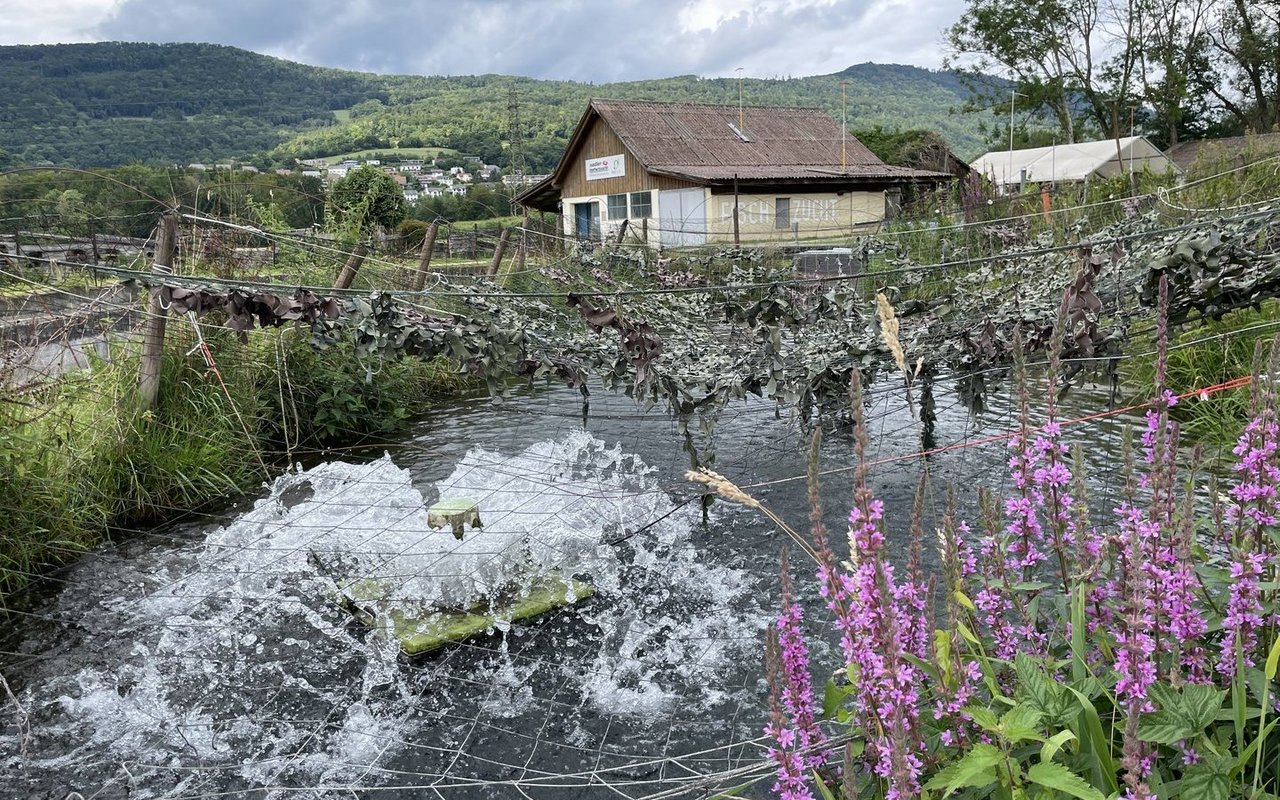 Die Fischzucht Nadler in Aarau Rohr gilt als Vorzeigebetrieb unter den Bio-Zuchten.