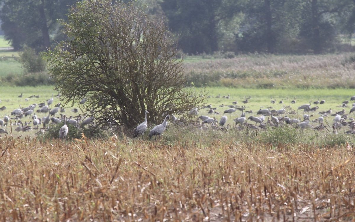 Kraniche picken im Herbst auf abgeernteten Feldern nach Getreide. 