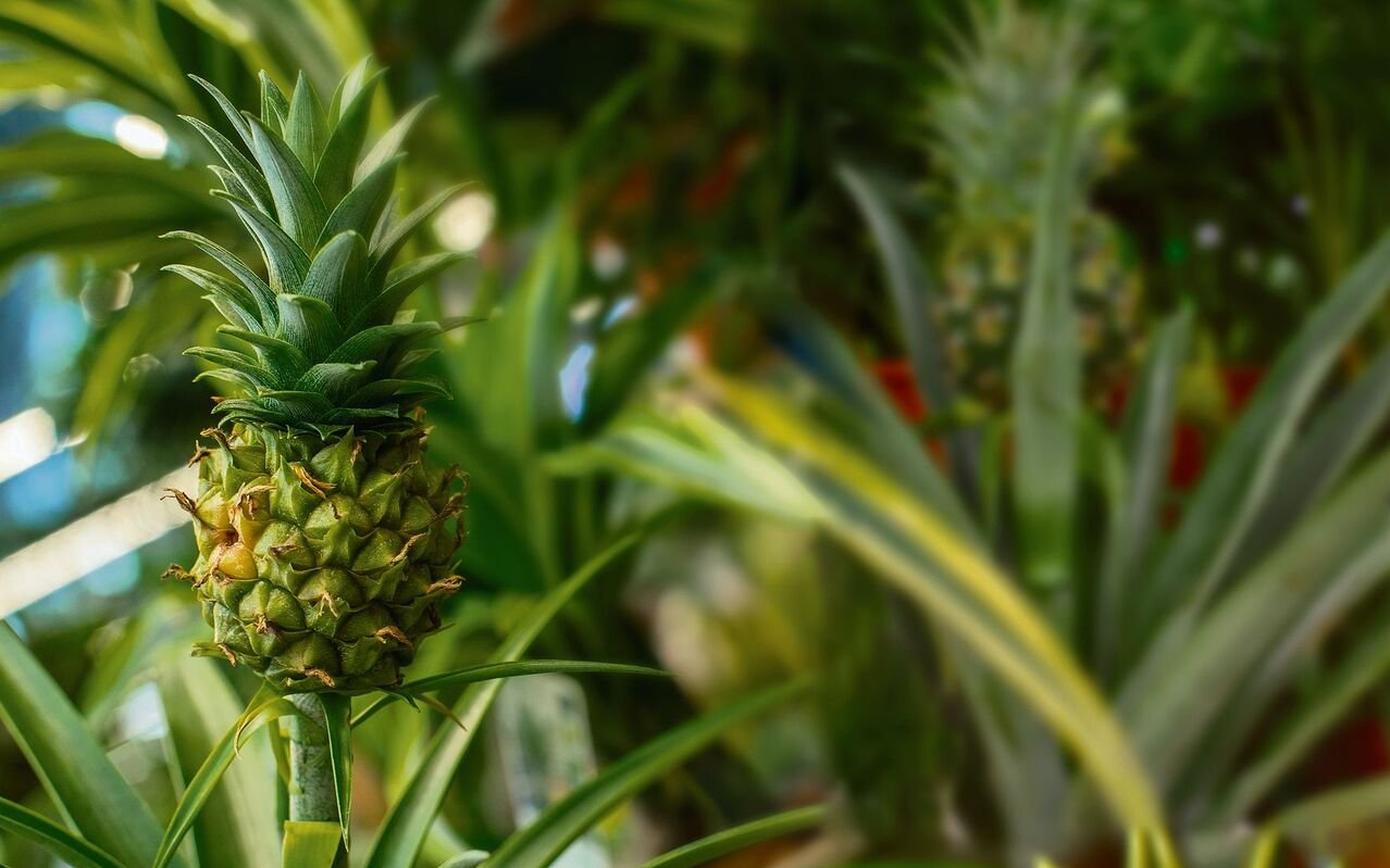 Hat die Ananas geblüht, dauert es etwa ein halbes Jahr, bis sich der Fruchtansatz zeigt. 