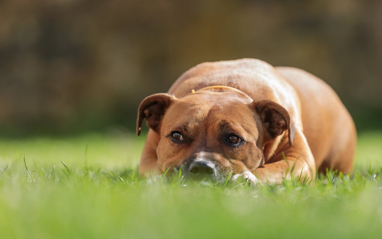 Elegant oder gefährlich? Listenhunde werden ihrem schlechten Ruf nicht gerecht.