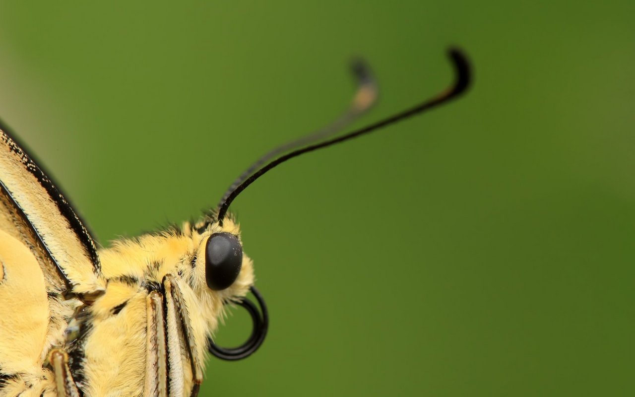 Von der bunten Raupe zum bunten Schmetterling: Der Schwalbenschwanz von nahem.