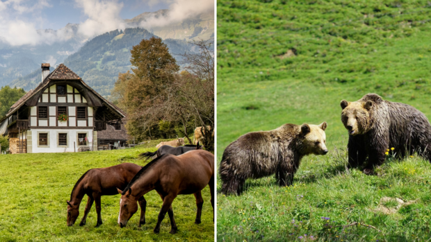 Ballenberg und Arosa Bärenpark
