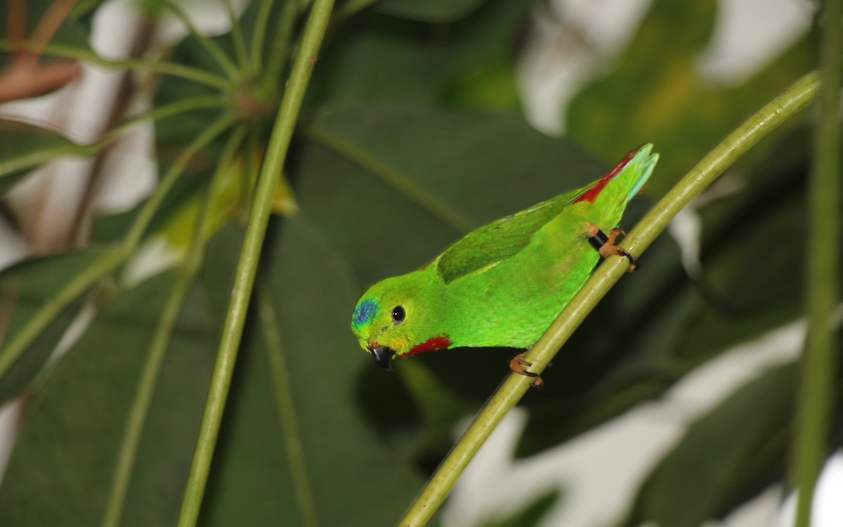 Das Blaukrönchen hat sich in der Zuchtanlage des Vogelhauses des Basler Zoos bereits fortgepflanzt. 