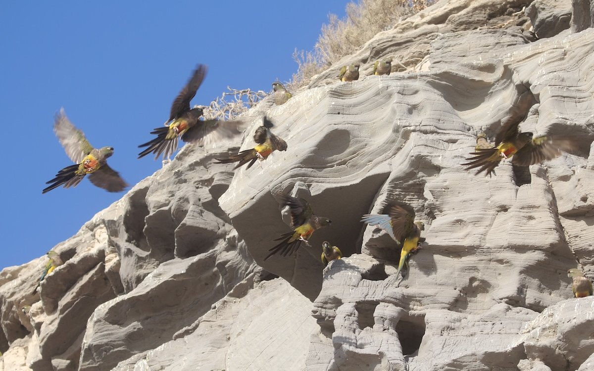 Felsensittiche an der Küste von El Cóndor südlich des Einflusses des Rio Negro in Argentinien. 