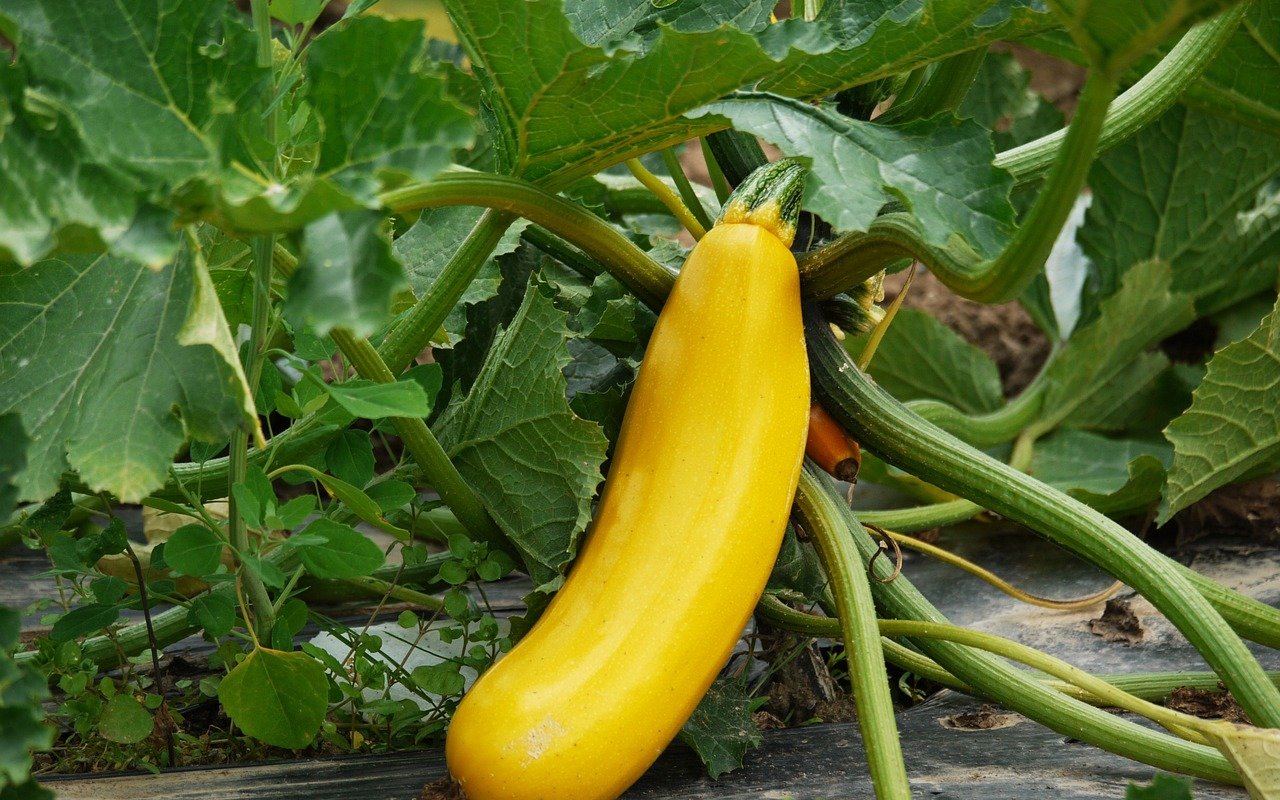 Zucchini brauchen viel Sonne, lassen sich aber über einen längeren Zeitraum hinweg ernten.