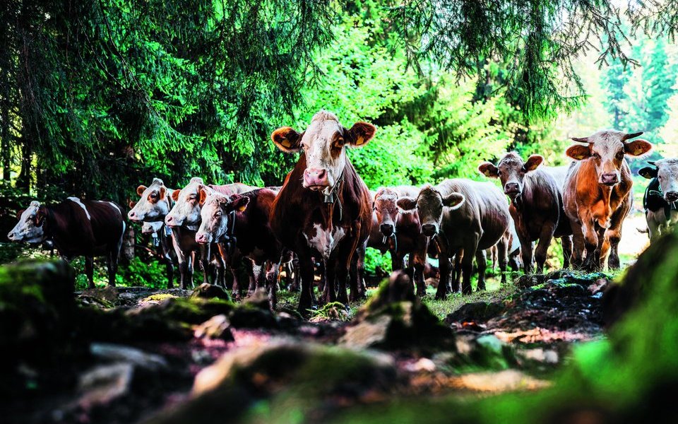 Kuhherde im Wald