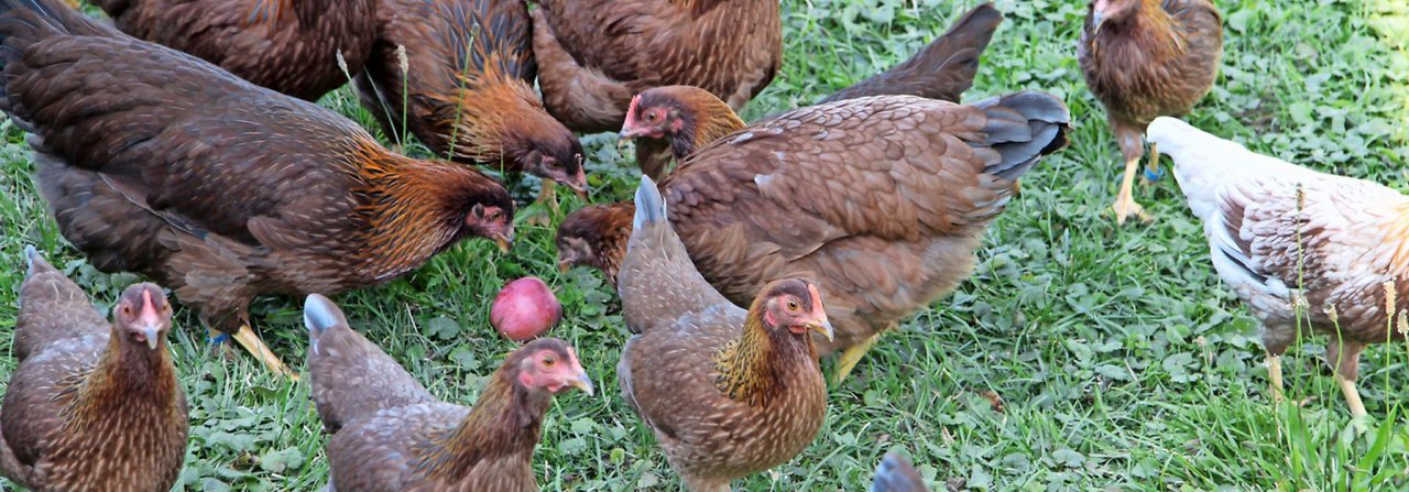 Dass sich gleich vier Hennen um einen Apfel scharen, ist kein Zufall. Er gilt als Leckerbissen.