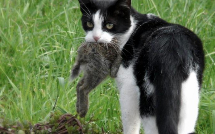 Wilde Katzen sind effiziente Jäger und fügen der empfindlichen Fauna in Australien grossen Schaden zu. Erwischen sie allerdings – so wie hier – ein Kaninchen, sind die Behörden wohl dankbar. Denn auch die Langohren sind eine Plage auf dem fernen Kontinent.