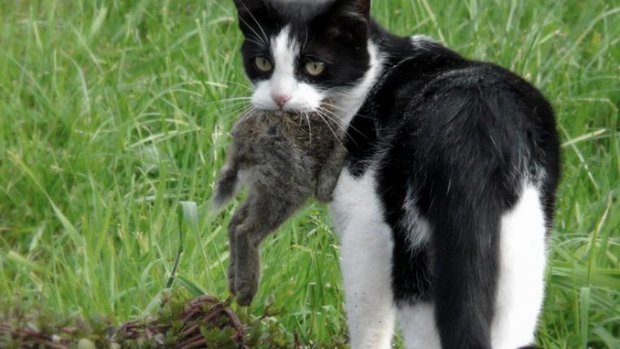 Wilde Katze isst einen Hasen