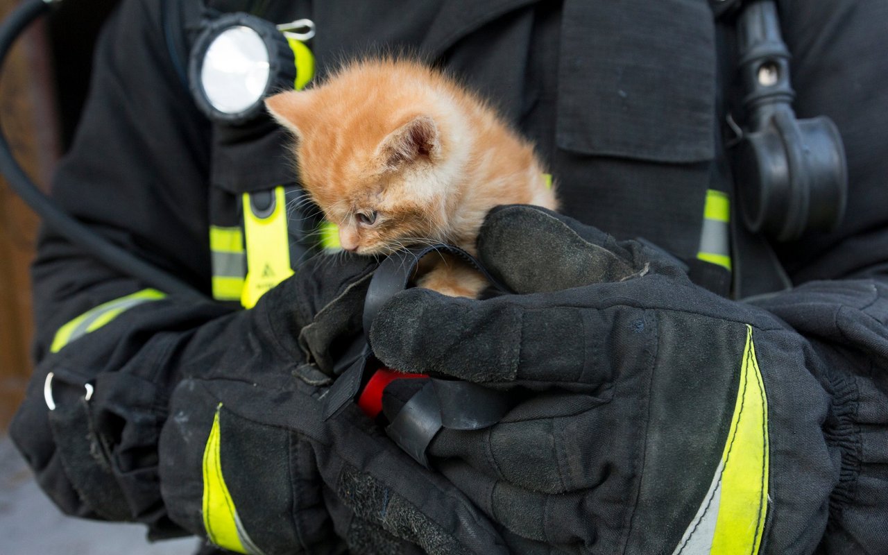 Ausgerüstet mit bissfesten Schutzhandschuhen rettet die Zürcher Feuerwehr jährlich dutzende Katzen vom Baum. 