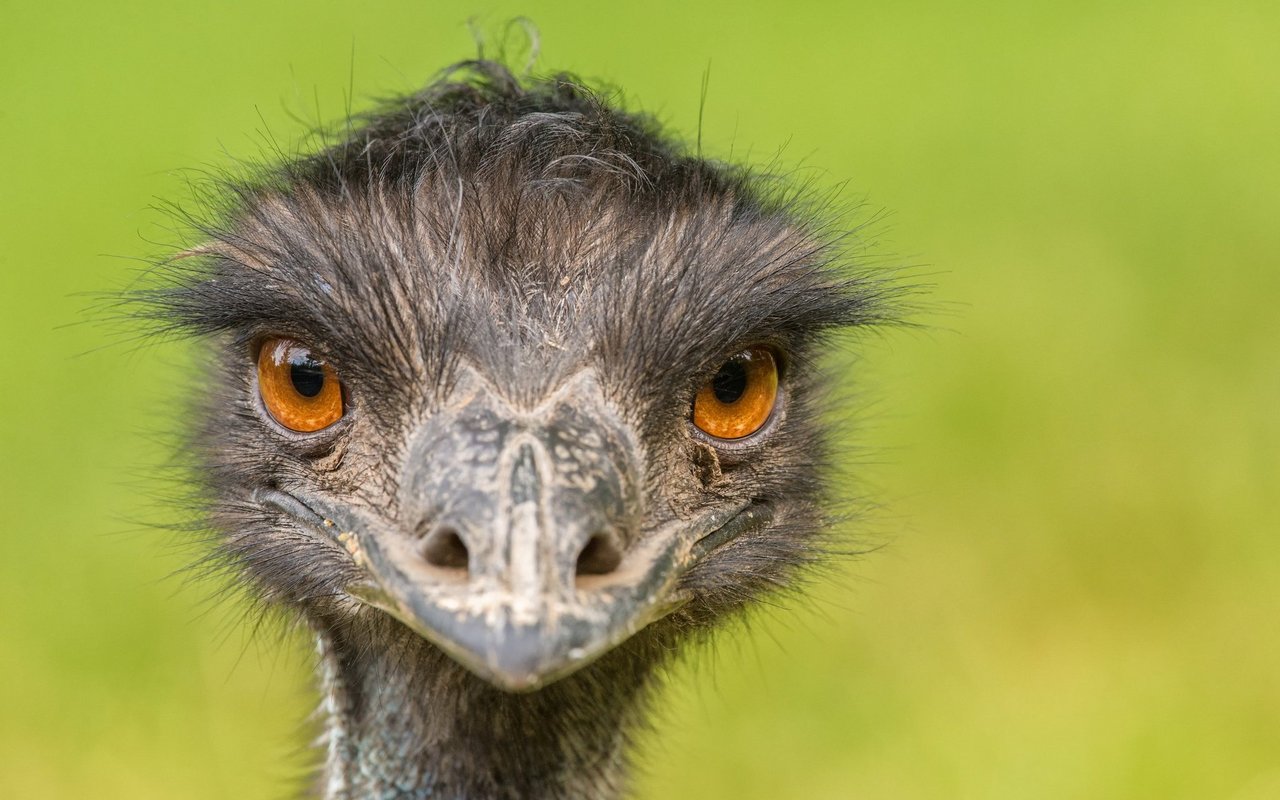 Die Emus liessen sich nicht einschüchtern. 