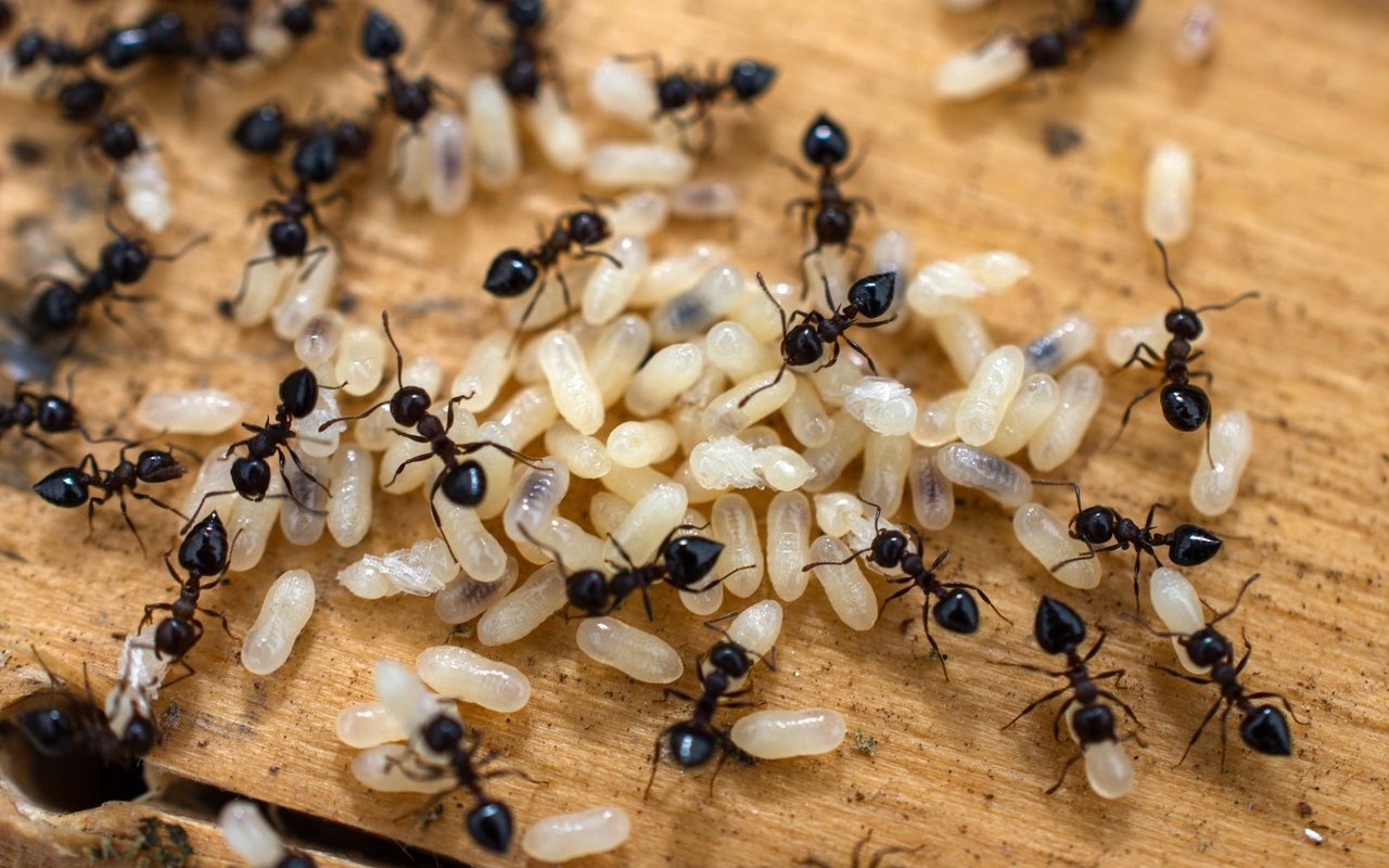 Tödlich erkrankte Ameisenpuppen warnen das Nest mit Duftstoffen.