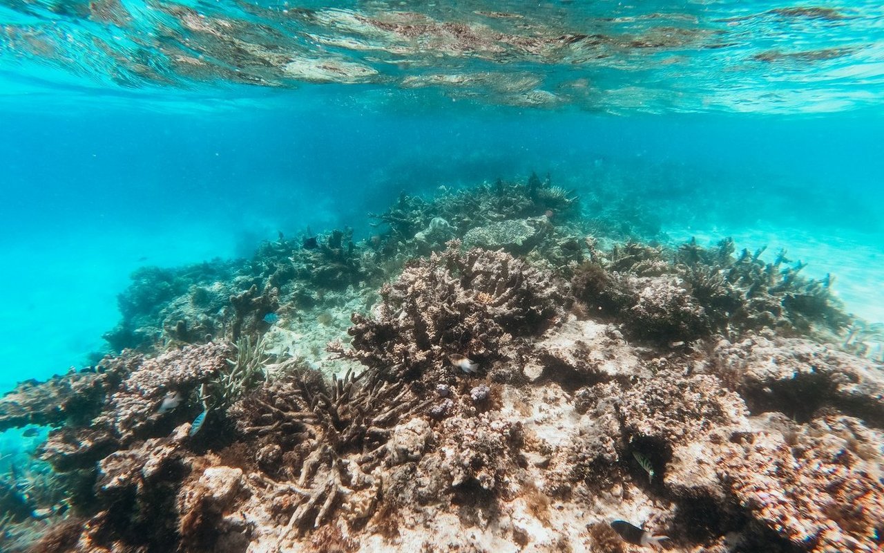 Sinkt die Aragonit-Sättigung, erschwert sich der Kalkaufbau von Korallen.