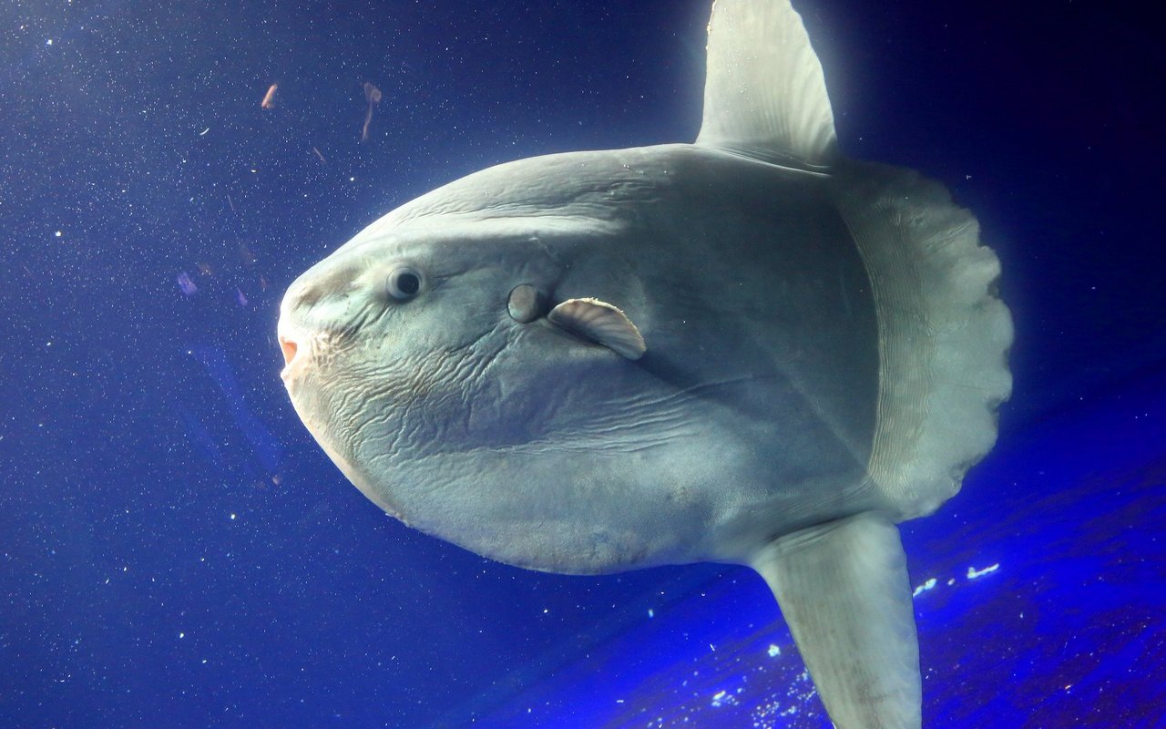 Die Grösse des Knochenfisches beeindruckt. 