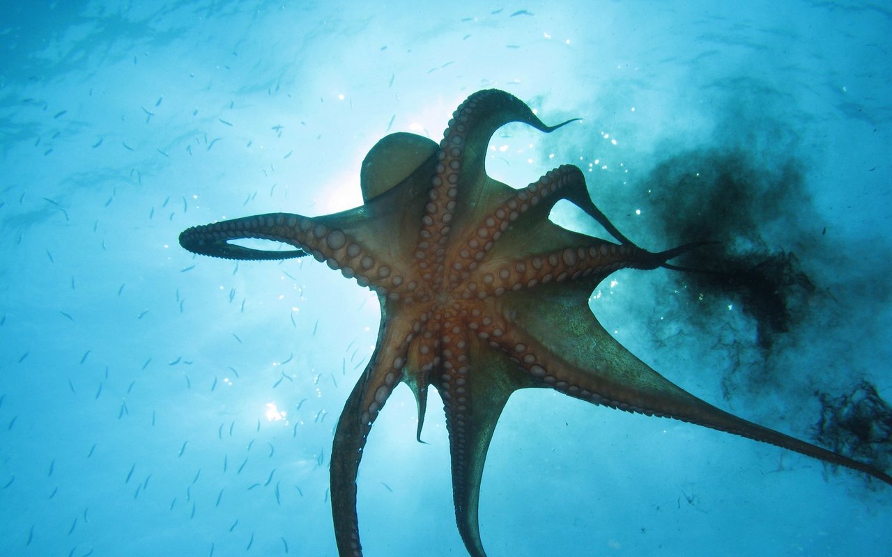 Tintenfische wie Kraken verwenden ihre Tinte als Verteidigungsmechanismus.