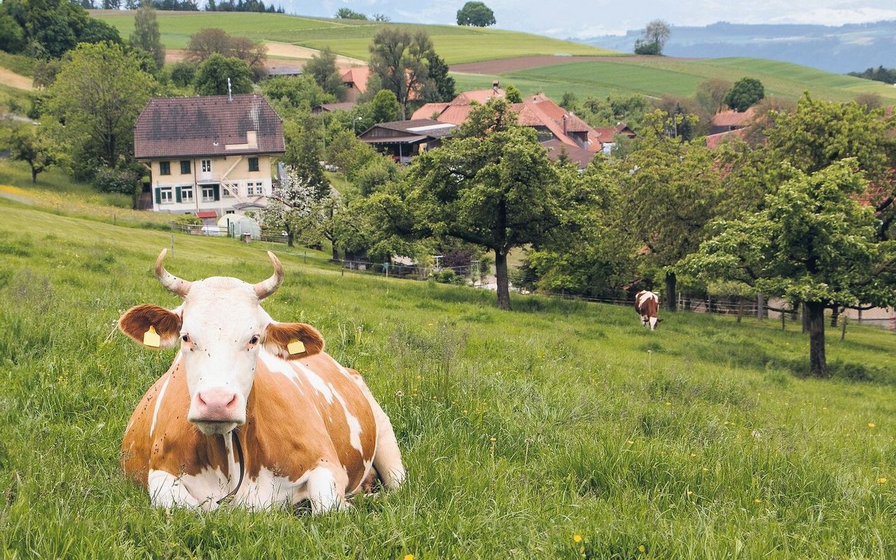 Der Traum vom eigenen Bauernhof lässt sich nicht in jedem Fall leicht realisieren. 