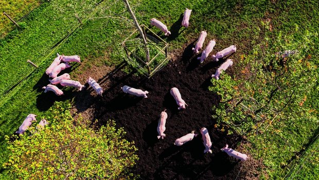 Auf der Wiese der Anlage des Brügghofs haben die Schweine ein Wühlareal. Zu diesem wird auch das Futter geführt.