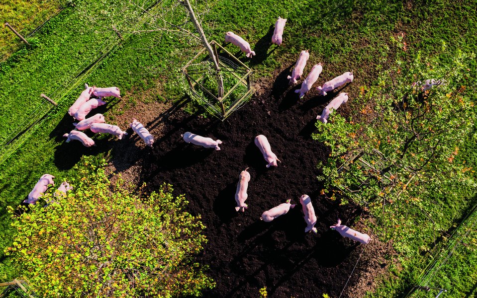 Auf der Wiese der Anlage des Brügghofs haben die Schweine ein Wühlareal. Zu diesem wird auch das Futter geführt.