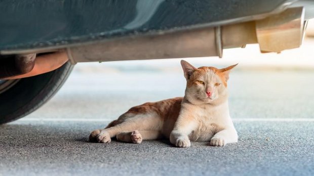 Streunende Katze unterm Auto