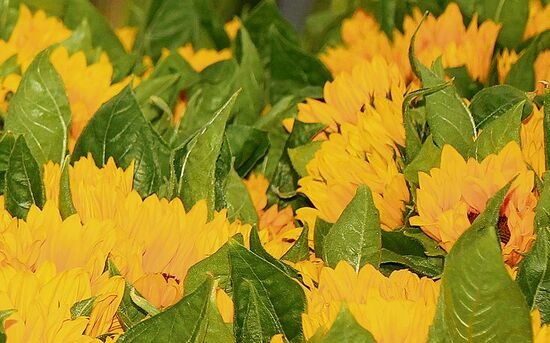 Sonnenblumen stammen ausschliesslich aus Schweizer Produktion. 