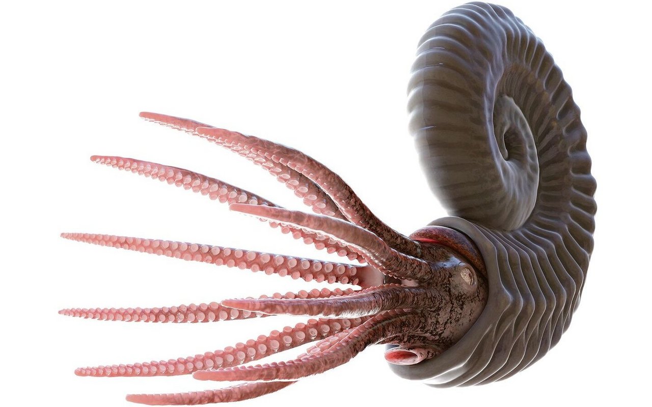 So oder ähnlich sahen Ammoniten zu Lebzeiten aus. Sie sind mit den heutigen Tintenfischen verwandt. 