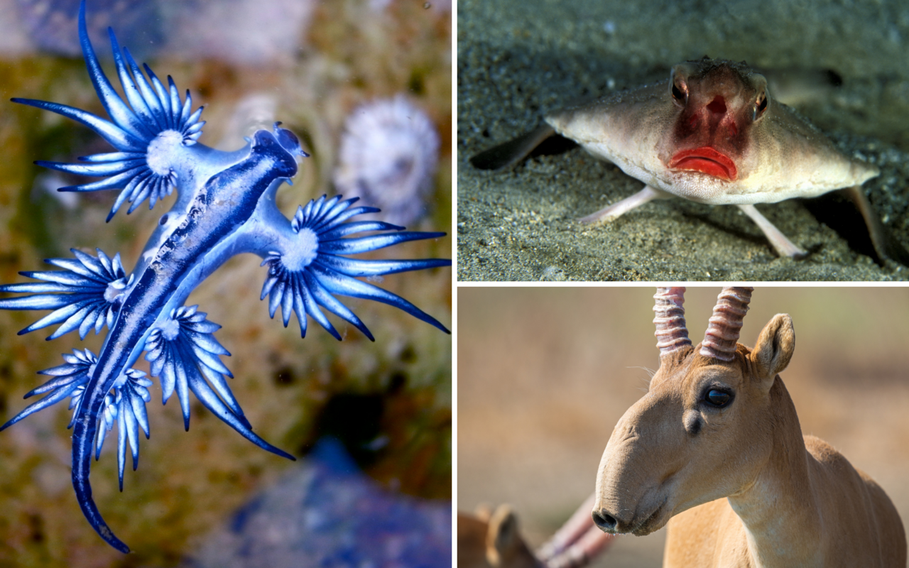 Diese Tiere sehen erfunden aus? Sie sind aber echt. 