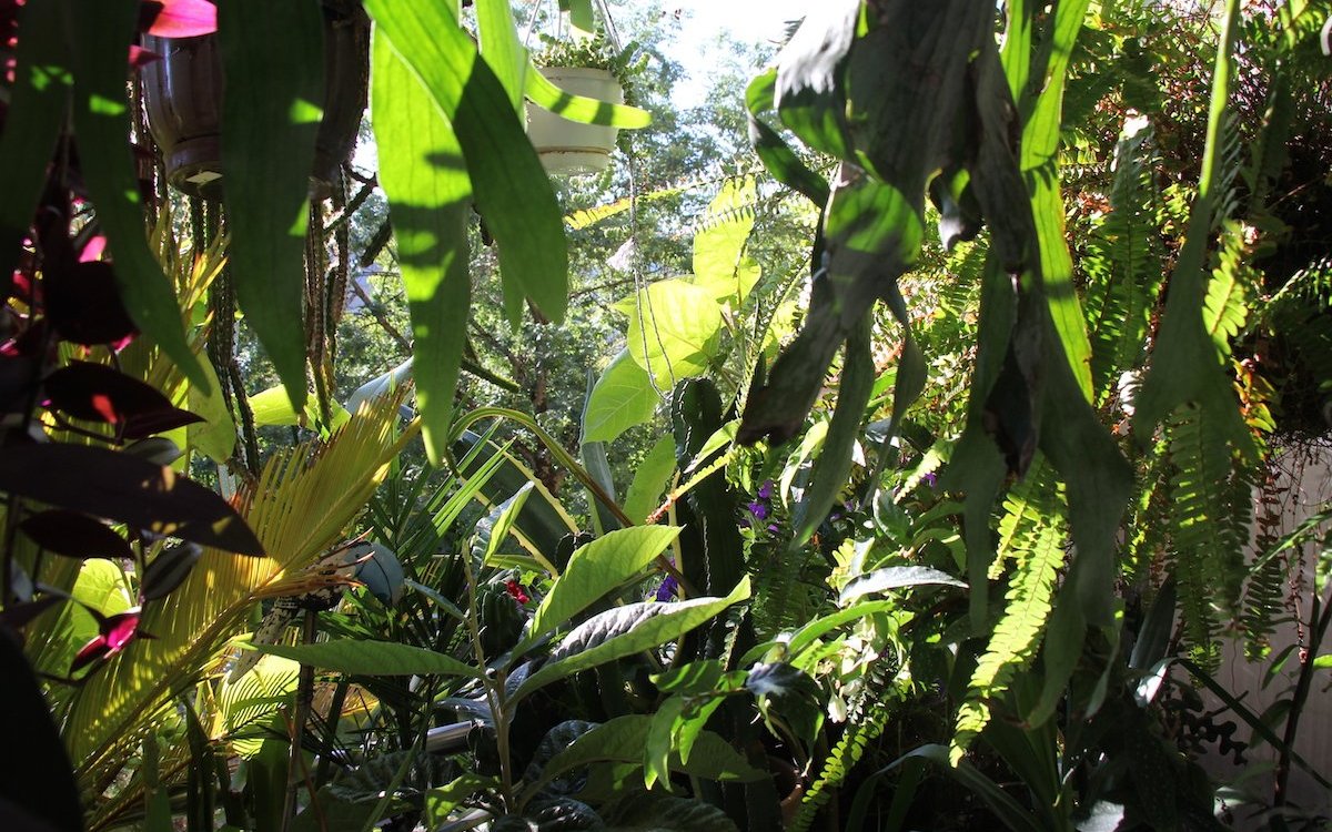 Ein Balkon kann sich im Sommer zum Tropengarten verwandeln, wenn den Zimmerpflanzen der Aufenthalt im Freien ermöglicht wird. 