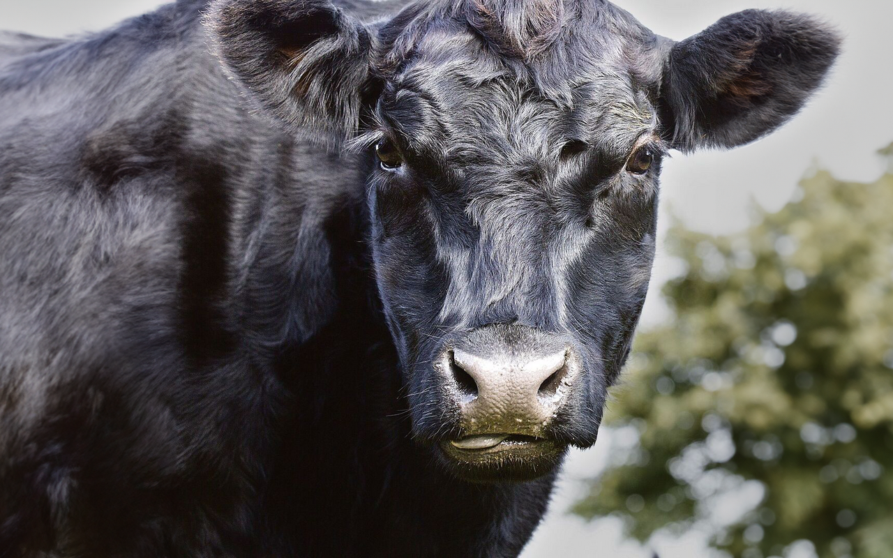 Die hornlosen Angus, von Ostschottland aus verbreitet, sind heute global gefragt dank ihrer Schnelligkeit im Wachstum und frühzeitigen Reife.