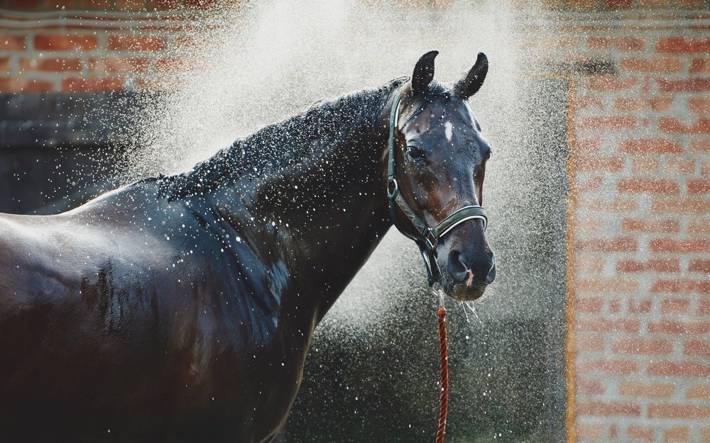 Eine kühlende Dusche hilft Pferden gegen Hitze und lästige Insekten.