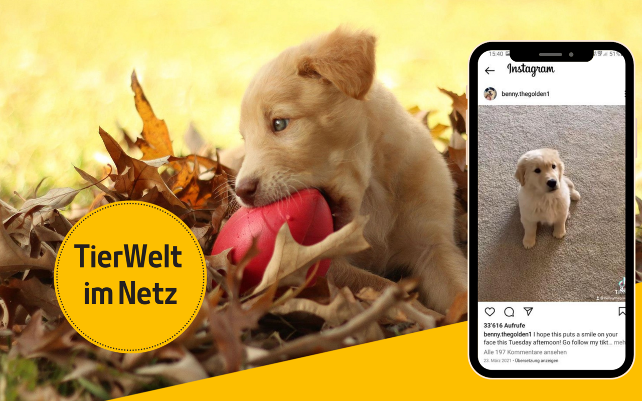 Das Internet ist voller Hundevideos. Wir haben einige lustige herausgesucht. 