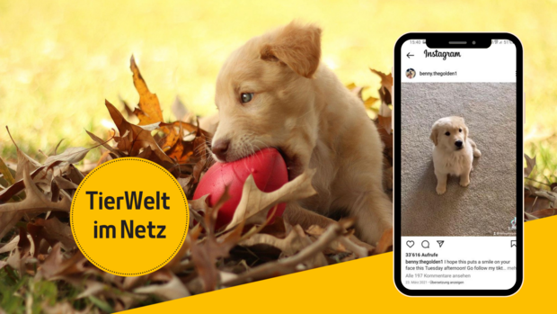 Hunde