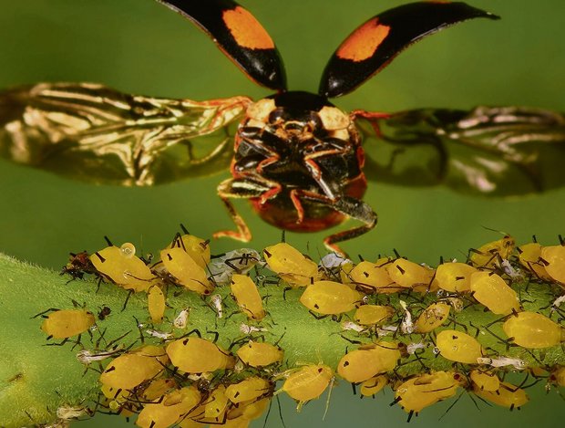 Im Kampf gegen Blattläuse ist der Asiatische Marienkäfer eine biologische Wunderwaffe.