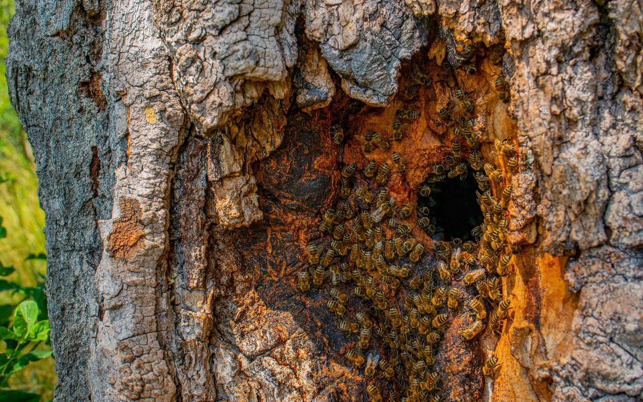 Ein Bienenbaum.