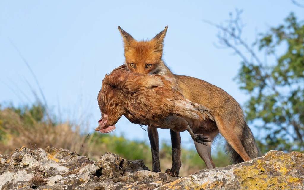 Ein Huhn stellt eine üppige Beute für den gewieften Räuber dar.