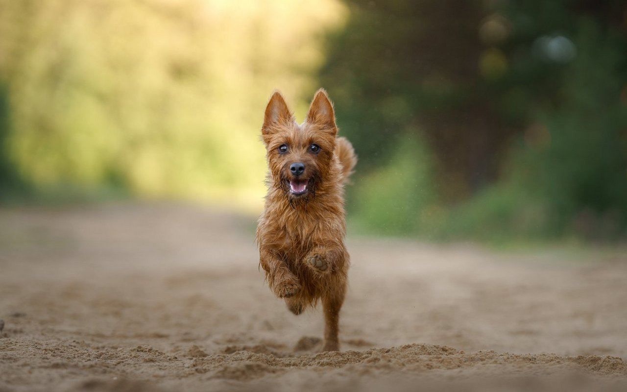 Schon die Römer züchteten solch kleine Hunde.