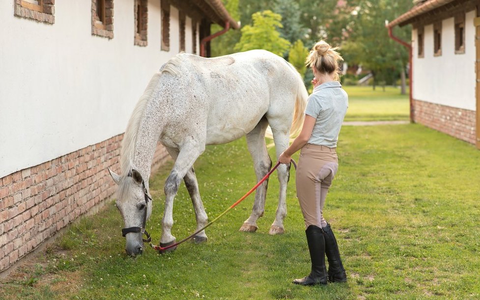 Die ersten zwei Wochen sollte das Pferd nur kurz und an der Hand grasen können.