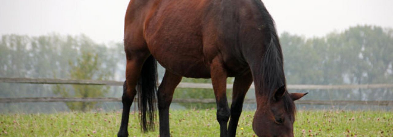 Pferde haben ein Verdauungssystem, das ?anfällig auf die moderne Stallhaltung mit wenig Bewegung und viel Kraftfutter reagiert.