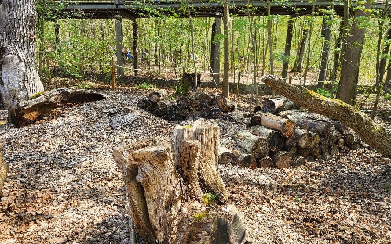 Diesen Lebensraum hat der Tierpark Bern für die ersten Auswilderungen seiner Totholzkäfer bereitgestellt. 