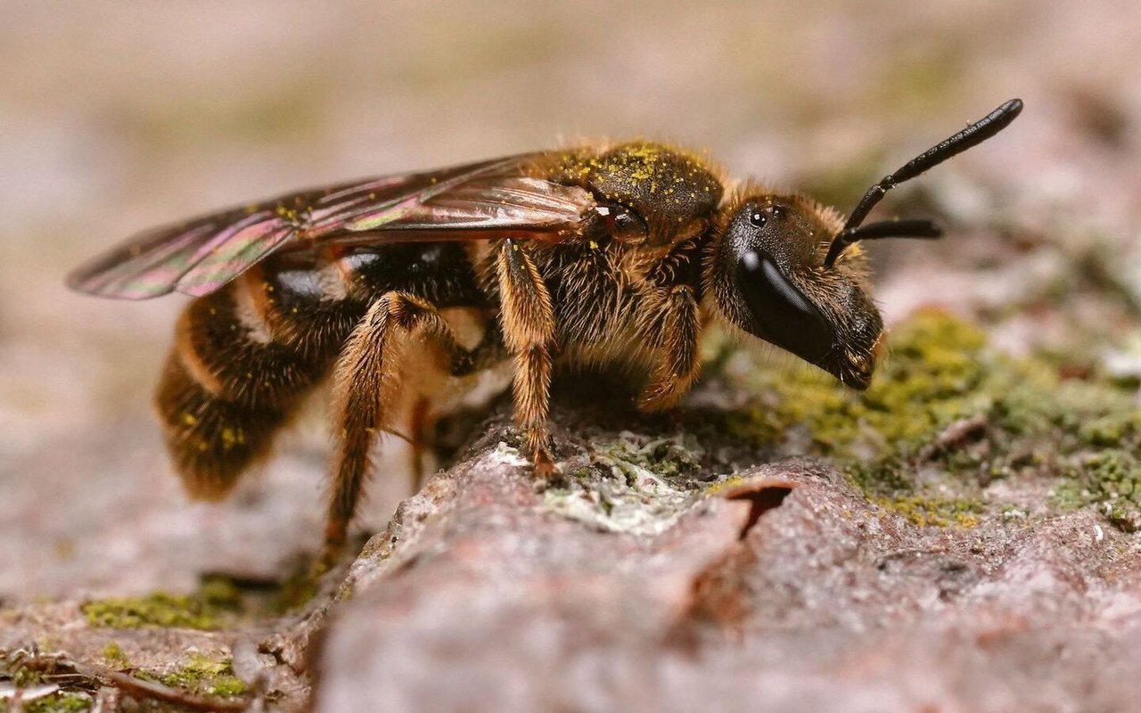 Gemeine Furchenbiene