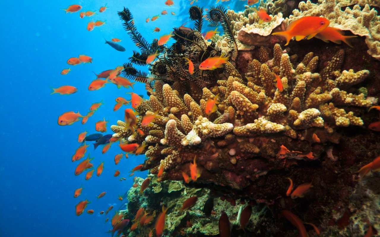 Korallenriffe sind weltweit in der Krise. 