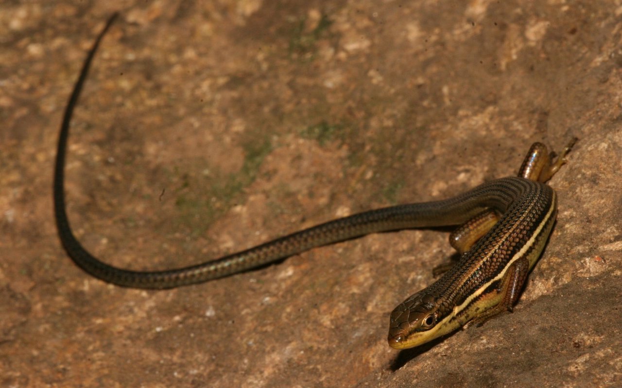 Über den Skink ist nicht viel bekannt, deshalb ist sein Status auf der Roten Liste «ungenügende Datengrundlage».