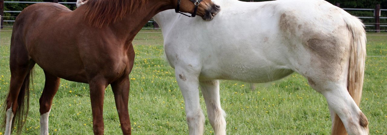 Auch unterschiedlich aussehende Pferde können Freunde werden, wie das grosse Bild zeigt. Bei Unstimmigkeiten ist es wichtig, dass genug Platz zum Ausweichen da ist.