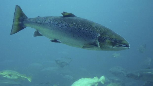 Atlantischer Lachs