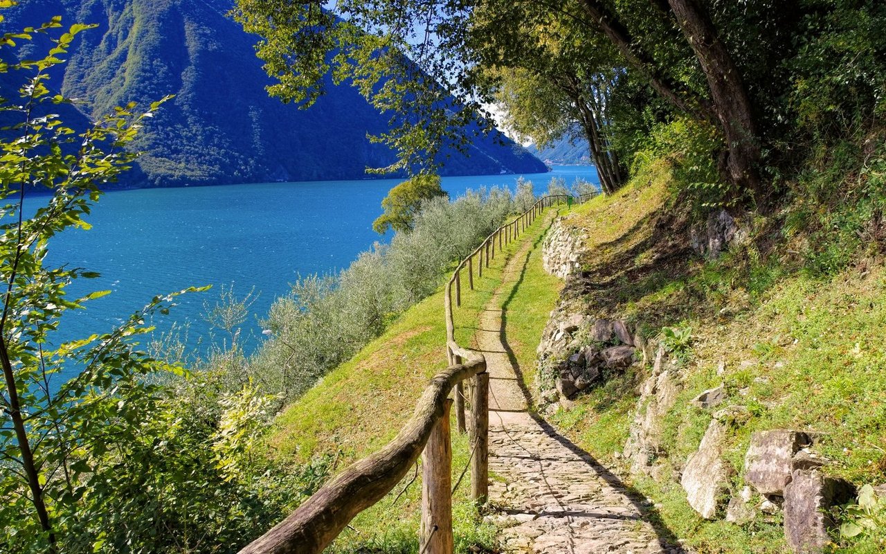 Die Konzerte der Grossen Singzikade und der Mannazikade sind am idyllischen Uferweg zwischen Castagnola und Gandria (TI) zu hören.