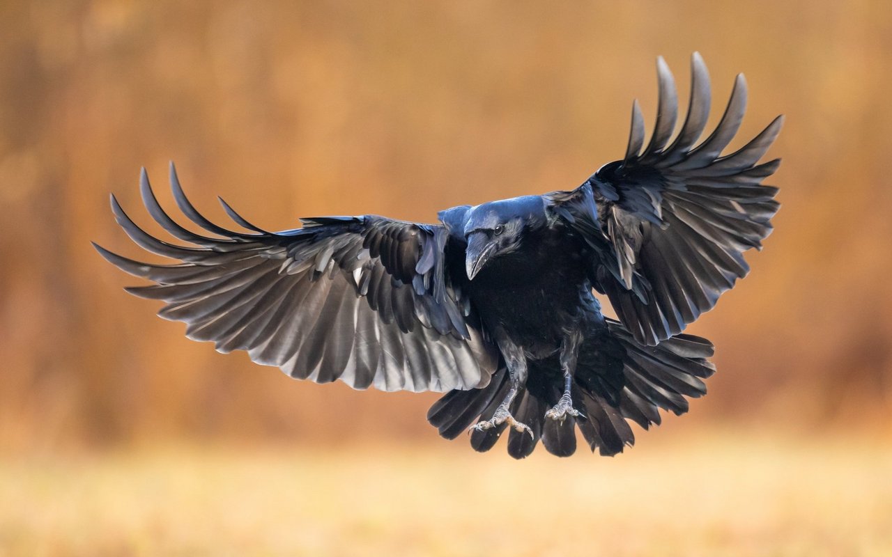 Ein Kolkrabe im Anflug. 